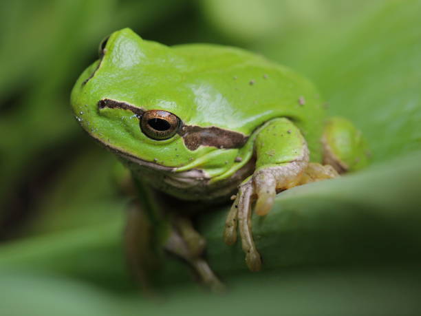 istock Tree frog on a leaf in Austria,Europe 1363859011