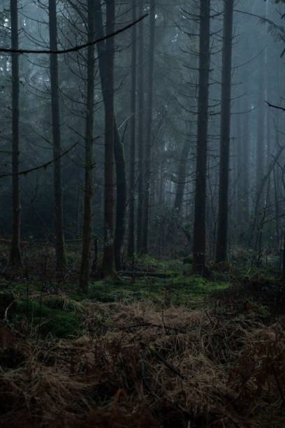 istock Photo of misty forest. 1363860074