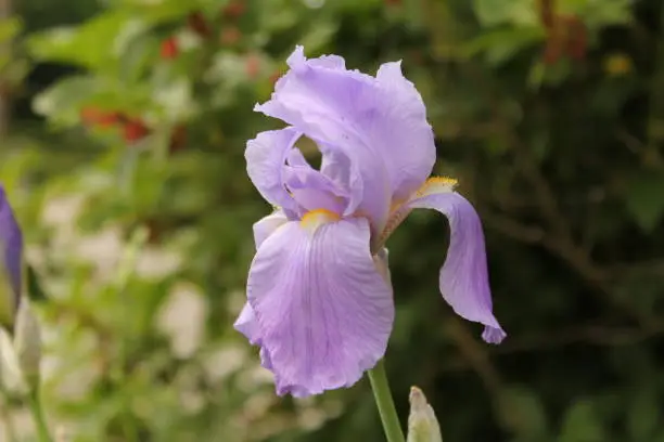 a a violet iris in the flower garden in springtime