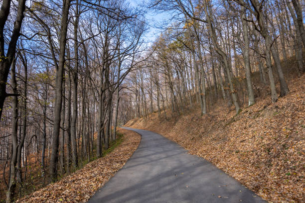 istock Road through the wood in autumn 1363860648