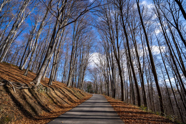 istock Road through the wood in autumn 1363861155