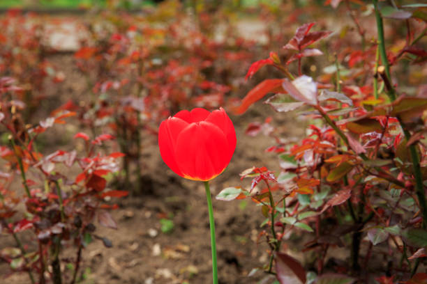 A red tulip bloomed among the unblooming roses