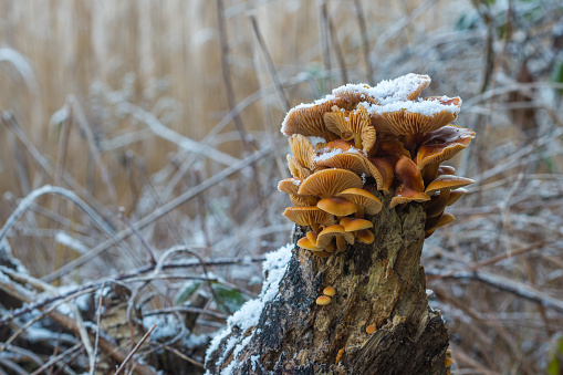 A cluster of Velvet Shank (Flammulina velutipes) winter orange-brown caps mushrooms sprinkled in snow. Stump-rotting fungus.