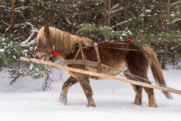 istock Horse pulling sleigh during a sleigh ride in the forest 1363862431
