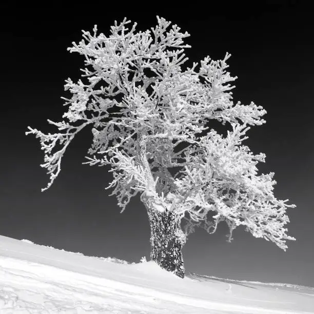 Tree with white frost in Unterberg, Lower Austria, Europe