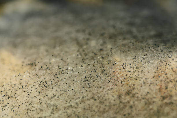 istock Selective focus, textural surface background in threads and spores of mold on products 1363864639