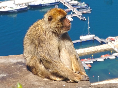 Barbary ape sitting on the rock of Gibraltar overlooking the harbour