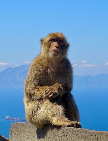 Barbary ape sitting on the rock of Gibraltar with the coastline of Africa in the background