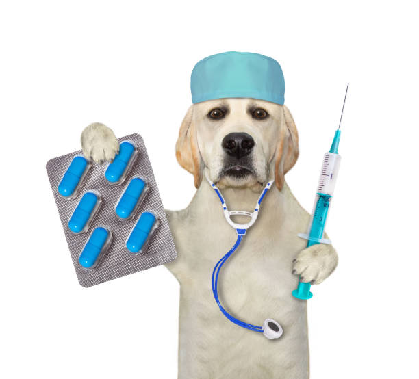 istock Dog labrador holds syringe and blue pill packaging 1363866454
