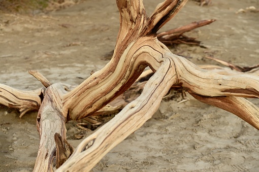 Wood that has been washed onto a beach of sand