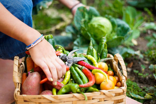 Girl taking vegetable from his biological orto. Close up of vegetable and concept of healthy life Girl taking vegetable from his biological orto. Close up of vegetable and concept of healthy life kilometre stock pictures, royalty-free photos & images