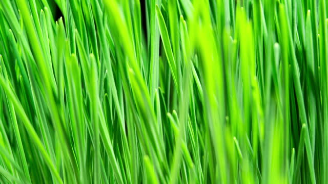 Wheat Sprouts Grow Fast in Time Lapse on a Black Background. Microgreens Seedling Leaves Growing. Wheatgrass For Healthy Eating and Dieting. Germination of Cereal Crop