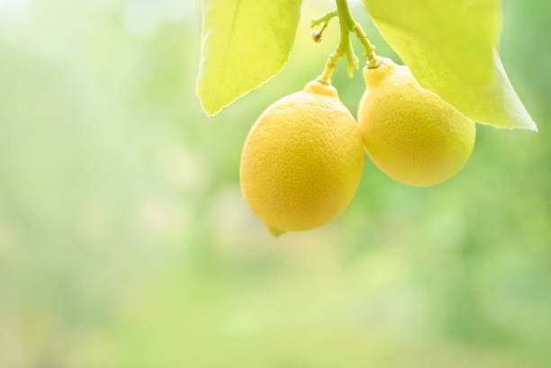 zwei zitronen auf einem ast, hell erleuchtet aus nächster nähe - lemon lemon tree tree branch stock-fotos und bilder