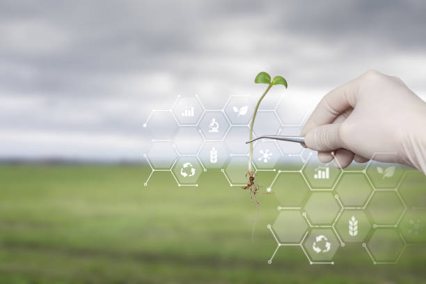 istock Scientist showing a sample of plant . 1363868755