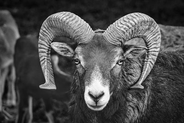Aries in black and white photograph. Animal photo of the sow animal