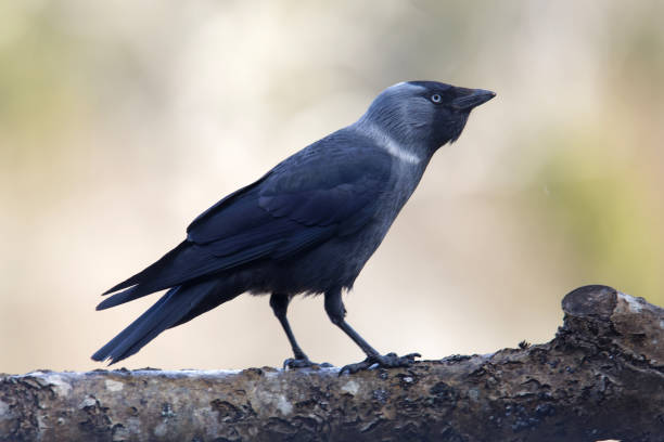 istock Silhouette of a Jackdaw standing on a log, defocused green background 1363869741