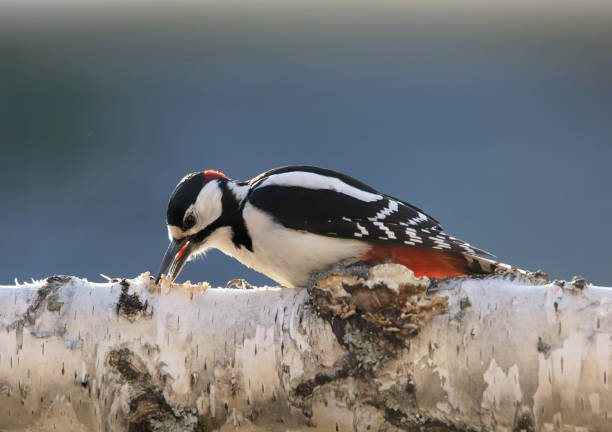 great spotted woodpecker sitting on a birch log - woodpecker major wildlife nature imagens e fotografias de stock