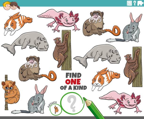 ilustrações, clipart, desenhos animados e ícones de um jogo de um tipo para crianças com animais de desenho animado engraçado - bilby