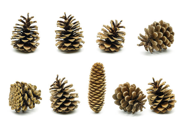 장식 소나무 콘 - brown pine cone seed plant 뉴스 사진 이미지