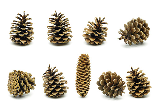 cones from coniferous tree isolated on white