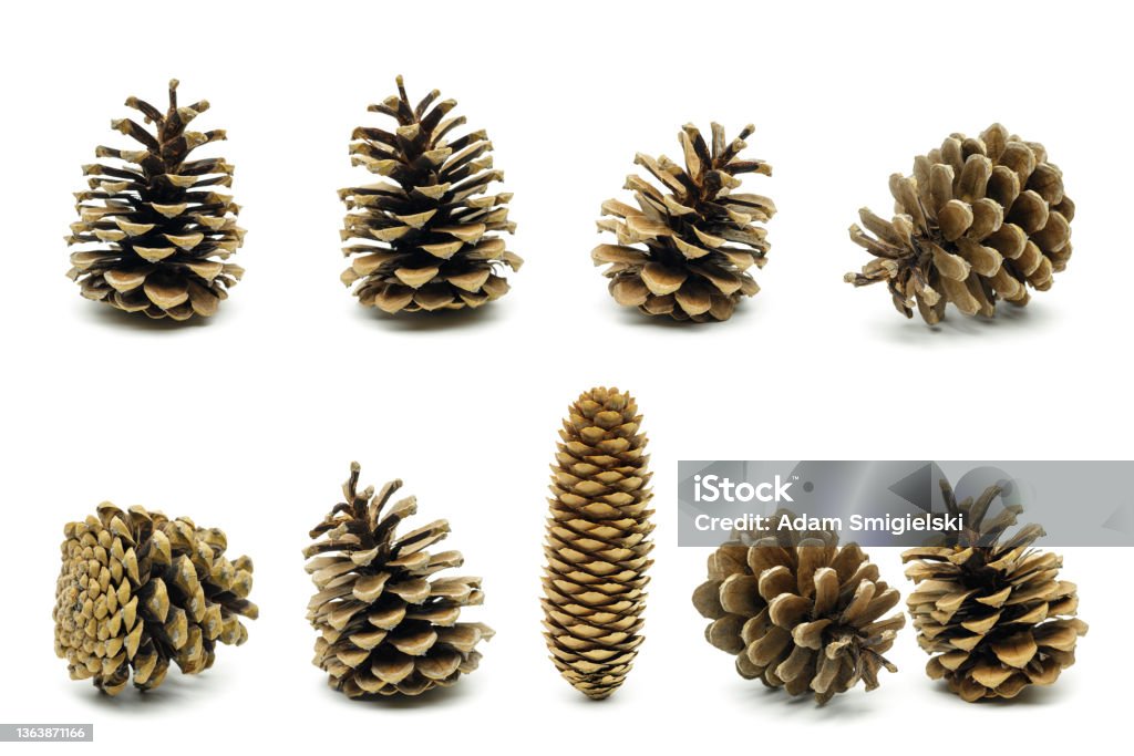 decorative pine cones cones from coniferous tree isolated on white Pine Cone Stock Photo