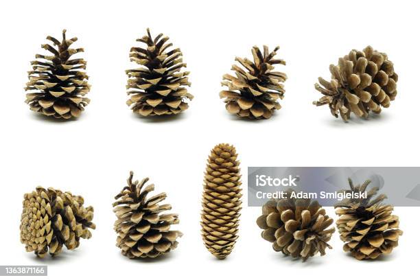 Decorative Pine Cones Stock Photo - Download Image Now - Pine Cone, Pine Tree, White Background