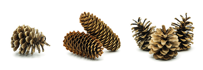 Pine cones on a tree, close up