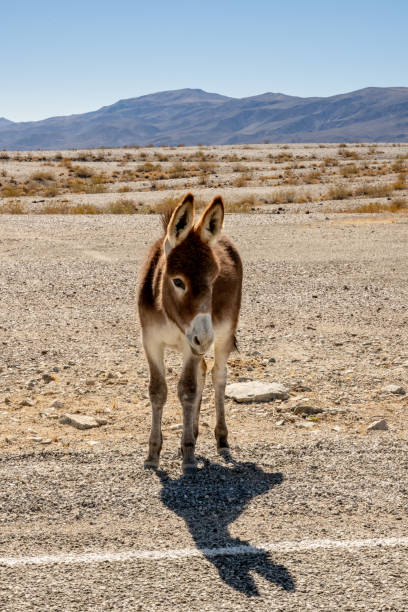 istock Young Brown Donkey Along Side Of The Road 1363872507