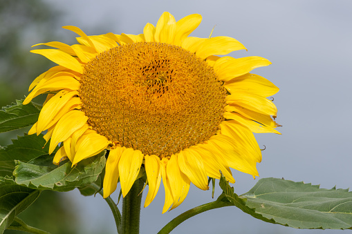 Close up of a sunflower head