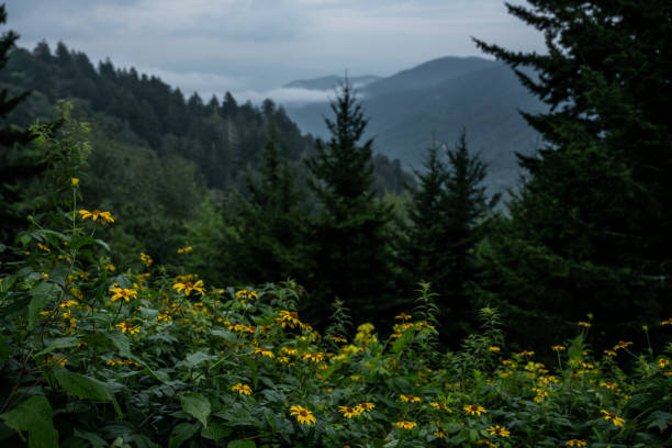 istock Yellow Flowers Look Out Over A Morning Cloud Inversion 1363872604