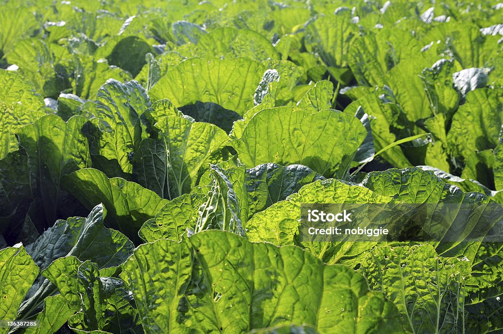 Chou vert céleri - Photo de Agriculture libre de droits