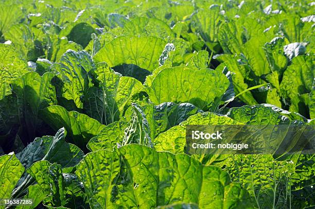 Photo libre de droit de Chou Vert Céleri banque d'images et plus d'images libres de droit de Agriculture - Agriculture, Aliment, Brassicaceae