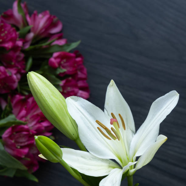 istock White lily with pink flower background 1363873214
