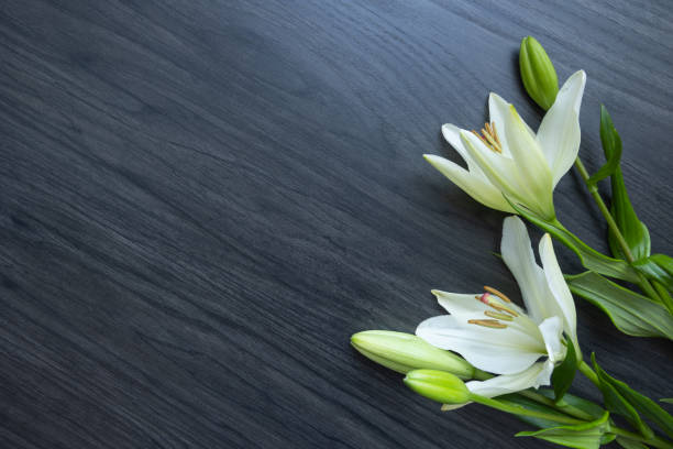 istock White lily flowers on dark wood 1363873247