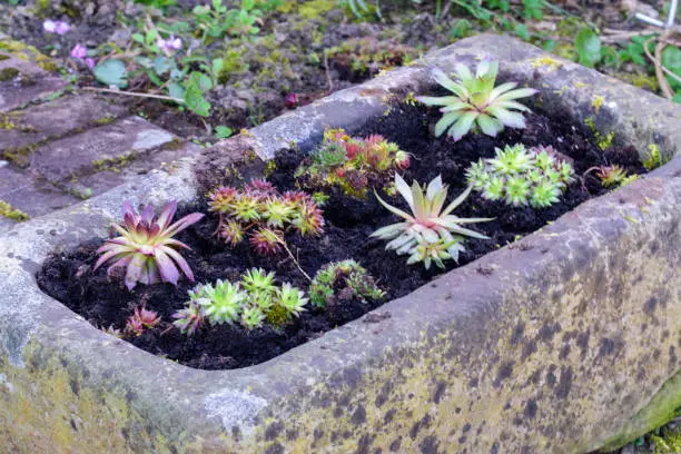 Freshly planted sedum plants in a trough of stone. Sedum in our country is also called fat hen or wall pepper.