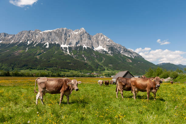 istock Pasture with cows in the Enns Valley, Styria 1363873931