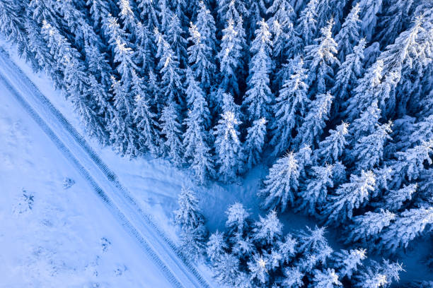 istock a snowy winter forest and forest path from above 1363875474