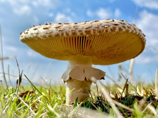 istock Mushroom close up with clear sky background. 1363878176