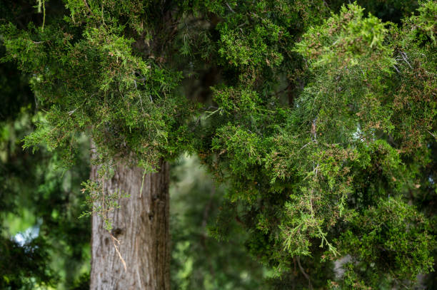 bud, pine tree, sciroppo di pine bud, consumismo, europa - spring bud horizontal color image foto e immagini stock
