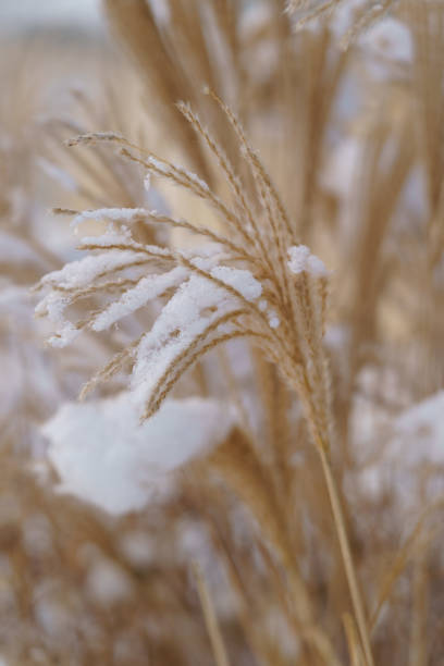 Golden miscanthus grass covered with snow, selective soft focus. Ornamental chinese silver grass closeup. Decorative inflorescence in ice during winter season. Dry miscanthus sinensis plant concept