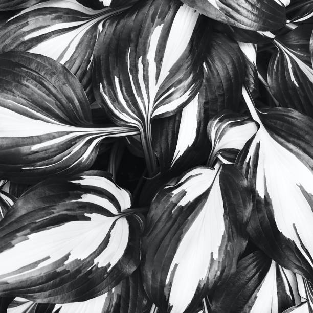 istock Perfect natural fresh hosta leaves pattern background. Trendy grey backdrop for your design. Color 2021 concept. Top view. 1363879865