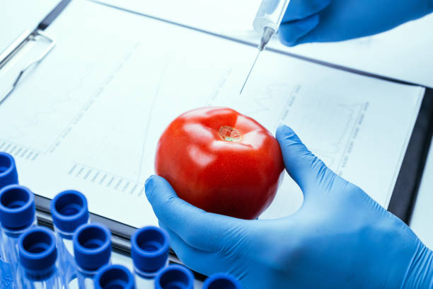 organismo modificado genéticamente. científico de ogm inyectando líquido de la jeringa en tomate rojo. concepto de biotecnología de alimentos transgénicos. - tomato genetic modification biotechnology green fotografías e imágenes de stock