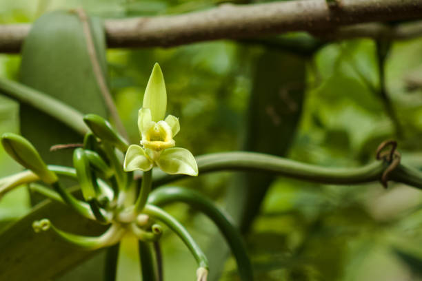 Vanilla flower Vanilla flower vanilla orchid stock pictures, royalty-free photos & images