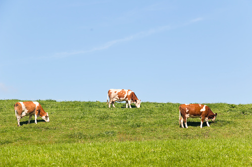 Three grazing cows on an alpine meadow, idyllic landscape of the Bavarian Alps, Germany. This image is part of a series.