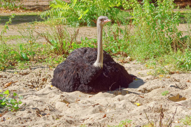 istock African ostrich perched on the sand. 1363886581