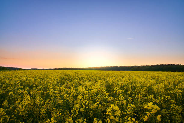 istock Rape field at sunset. Blooming canola flowers panorama. Bright Yellow rapeseed 1363887790