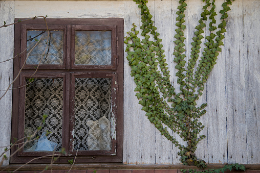 Detail of a home facade with a window and a creeper plant