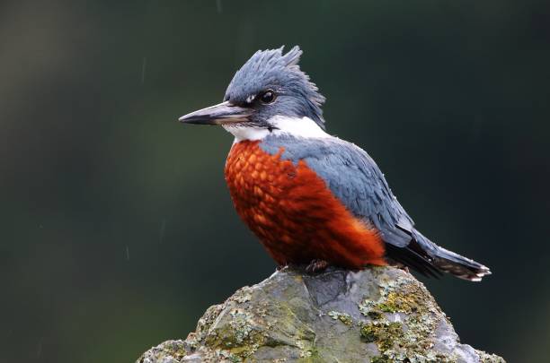 kingfisher - guarda rios - fotografias e filmes do acervo