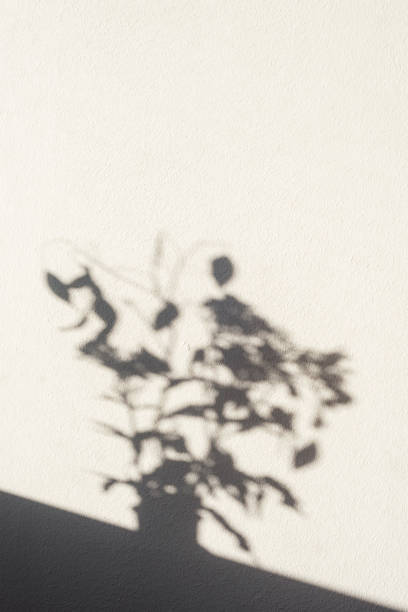 istock Shadow of home plant on white wall 1363888803