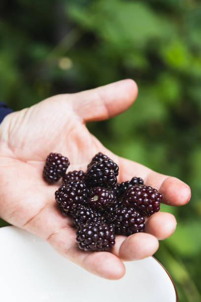 istock Man's hands holding black raspberries. Vegan. Copy space 1363888942